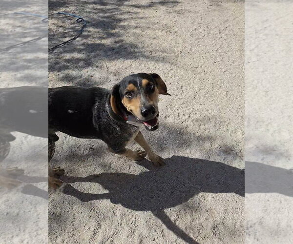 Medium Photo #18 Coonhound Puppy For Sale in Las Vegas, NV, USA