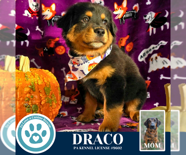 Medium Photo #2 Golden Retriever-Unknown Mix Puppy For Sale in Kimberton, PA, USA