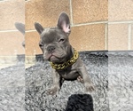 Small Photo #1 French Bulldog Puppy For Sale in PICO RIVERA, CA, USA
