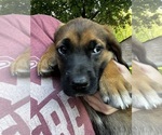 Small Photo #9 Mastiff-Saint Bernard Mix Puppy For Sale in KIMBOLTON, OH, USA