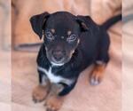 Small #4 Chihuahua-Colonial Cocker Spaniel Mix