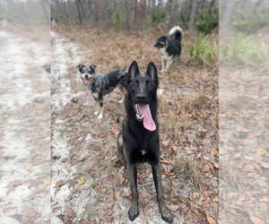 Omen  - Located in FL - Female Mutt Dog for Adoption - Photo #7