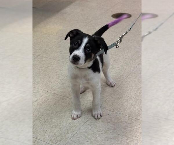 Medium Photo #1 Collie-Rat Terrier Mix Puppy For Sale in Sugar Land, TX, USA