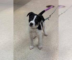 Collie-Rat Terrier Mix Dogs for adoption in Sugar Land, TX, USA
