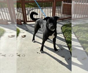 Labrador Retriever-Unknown Mix Dogs for adoption in Upland, CA, USA