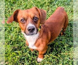 Chiweenie Dogs for adoption in Akron, OH, USA