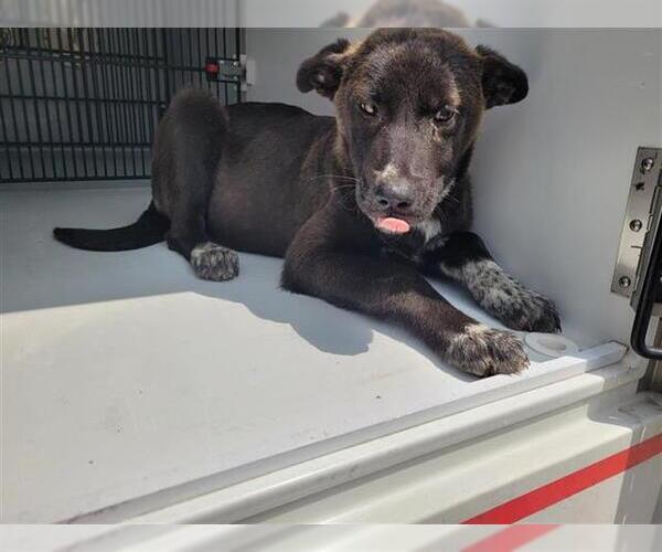 Medium Photo #1 Labrador Retriever Puppy For Sale in Houston, TX, USA