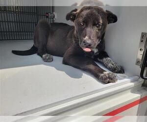 Labrador Retriever Dogs for adoption in Houston, TX, USA