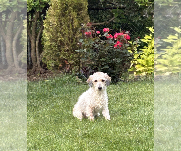 Medium Photo #2 Poodle (Miniature) Puppy For Sale in Wheaton, IL, USA