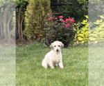 Small #1 Poodle (Miniature)