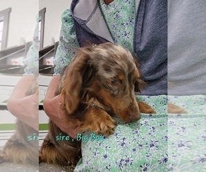 Father of the Doxle-Poodle (Toy) Mix puppies born on 04/19/2025