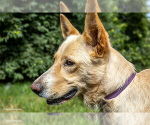 Mama Ruby - Female Golden Shepherd Dog for Adoption - Photo #3