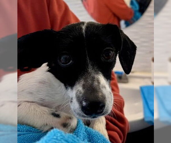 Medium Photo #6 Rat Terrier Puppy For Sale in Oakhurst, NJ, USA