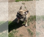 Small #3 French Bulldog