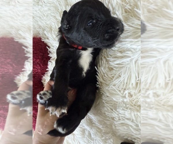 Medium Photo #131 Bernedoodle Puppy For Sale in BELMONT, NC, USA