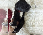 Small #130 Bernedoodle