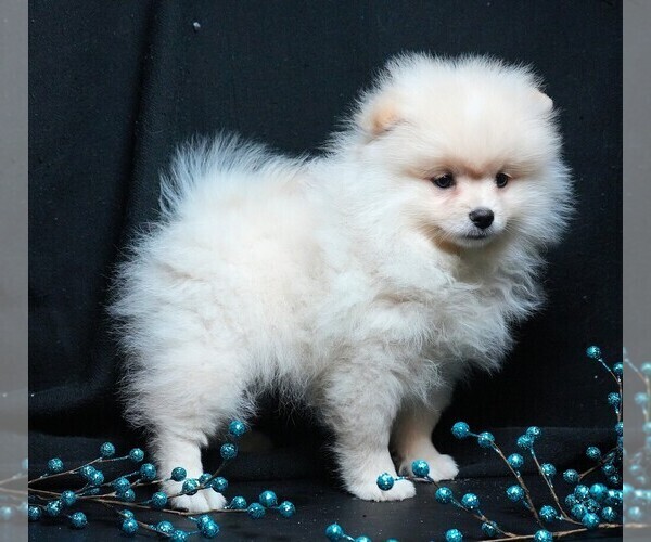 Medium Photo #6 Pomeranian Puppy For Sale in ROCK VALLEY, IA, USA