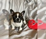 Small Photo #4 French Bulldog Puppy For Sale in COTO DE CAZA, CA, USA