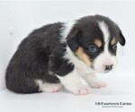 Small Photo #6 Pembroke Welsh Corgi Puppy For Sale in BURTRUM, MN, USA