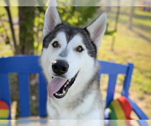Siberian Husky Dogs for adoption in Tavares, FL, USA