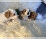 Small Photo #12 F2 Aussiedoodle-Irish Doodle Mix Puppy For Sale in SACRAMENTO, CA, USA
