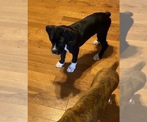 Boxer Puppy for sale in MEMPHIS, MI, USA