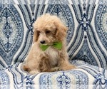 Small Photo #8 Bichpoo Puppy For Sale in LAKELAND, FL, USA