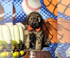 Aussiedoodle Puppy for sale in OXFORD, PA, USA