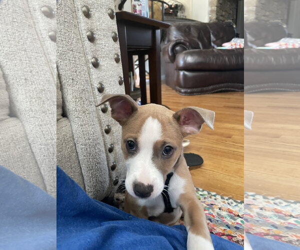 Medium Photo #1 Mutt Puppy For Sale in Ball Ground, GA, USA