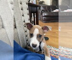 Small Mutt