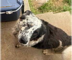 Small Australian Shepherd Mix