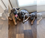 Small Cane Corso