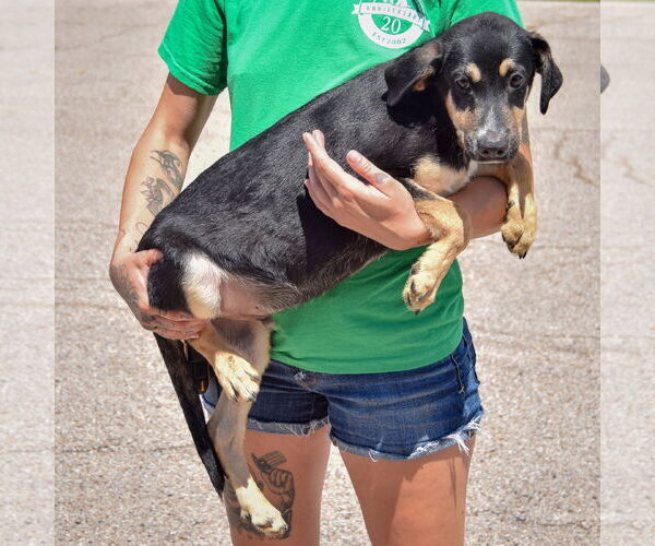 Medium Photo #4 German Shepherd Dog-Red Heeler Mix Puppy For Sale in Huntley, IL, USA