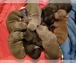 Small Photo #1 American Pit Bull Terrier Puppy For Sale in CARROLLTON, GA, USA