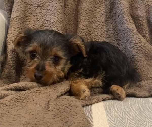 Medium Photo #7 Yorkshire Terrier Puppy For Sale in RICHMOND, MI, USA
