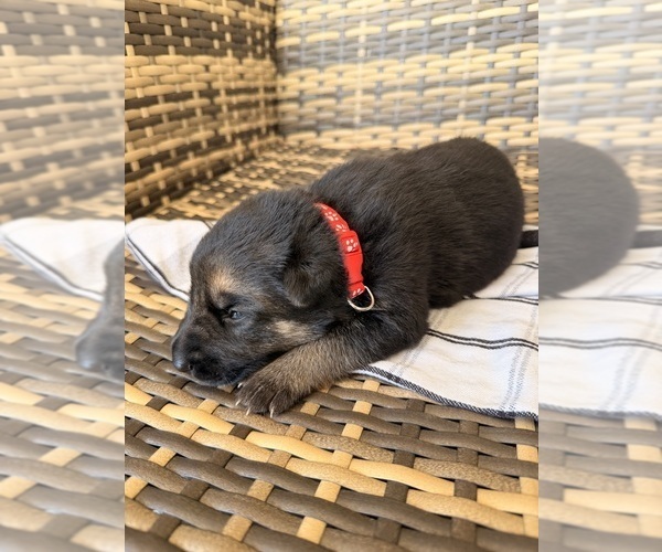 Medium Photo #19 German Shepherd Dog Puppy For Sale in ZANESVILLE, OH, USA