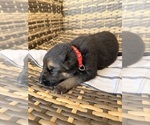 Small #18 German Shepherd Dog