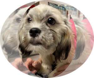 Tootsie(2) - Female Lhasa Apso-Unknown Mix Dog for Adoption - Photo #2