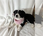 Small Photo #4 Australian Shepherd Puppy For Sale in GREENFIELD, IN, USA