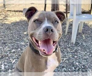 Mutt Dogs for adoption in Martinez, CA, USA