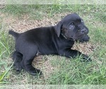 Image preview for Ad Listing. Nickname: Cane Corso Pups