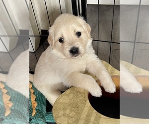 English Cream Golden Retriever Puppy for Sale in WENATCHEE, Washington USA