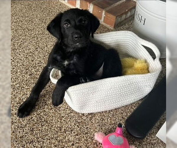 Medium Photo #1 Labrador Retriever-Unknown Mix Puppy For Sale in Oakhurst, NJ, USA