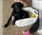Small Labrador Retriever Mix