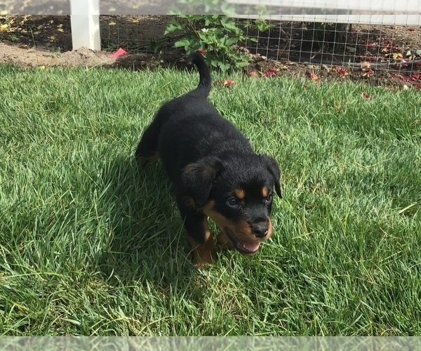 Medium Photo #24 Rottweiler Puppy For Sale in OAK GLEN, CA, USA