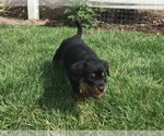 Small Photo #24 Rottweiler Puppy For Sale in OAK GLEN, CA, USA
