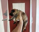 Small Photo #5 German Shepherd Dog Puppy For Sale in PORTAGE, IN, USA