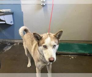 Siberian Husky Dogs for adoption in Camarillo, CA, USA
