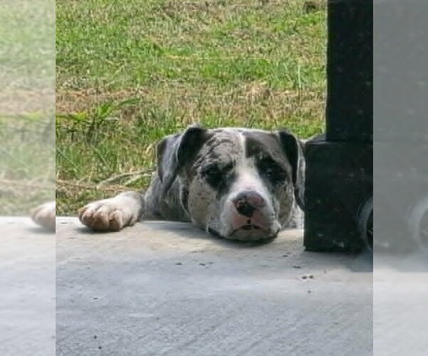 Medium Photo #8 Catahoula Leopard Dog-Unknown Mix Puppy For Sale in McKinney, TX, USA