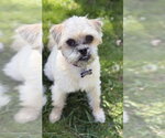 Small Brussels Griffon Mix